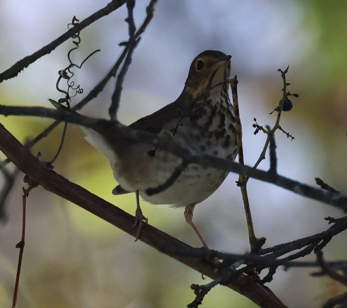 Swainson's Thrush (Olive-backed) - ML642612301