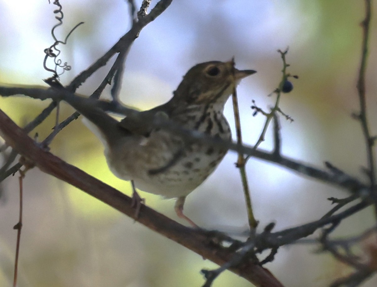 Swainson's Thrush (Olive-backed) - ML642612302