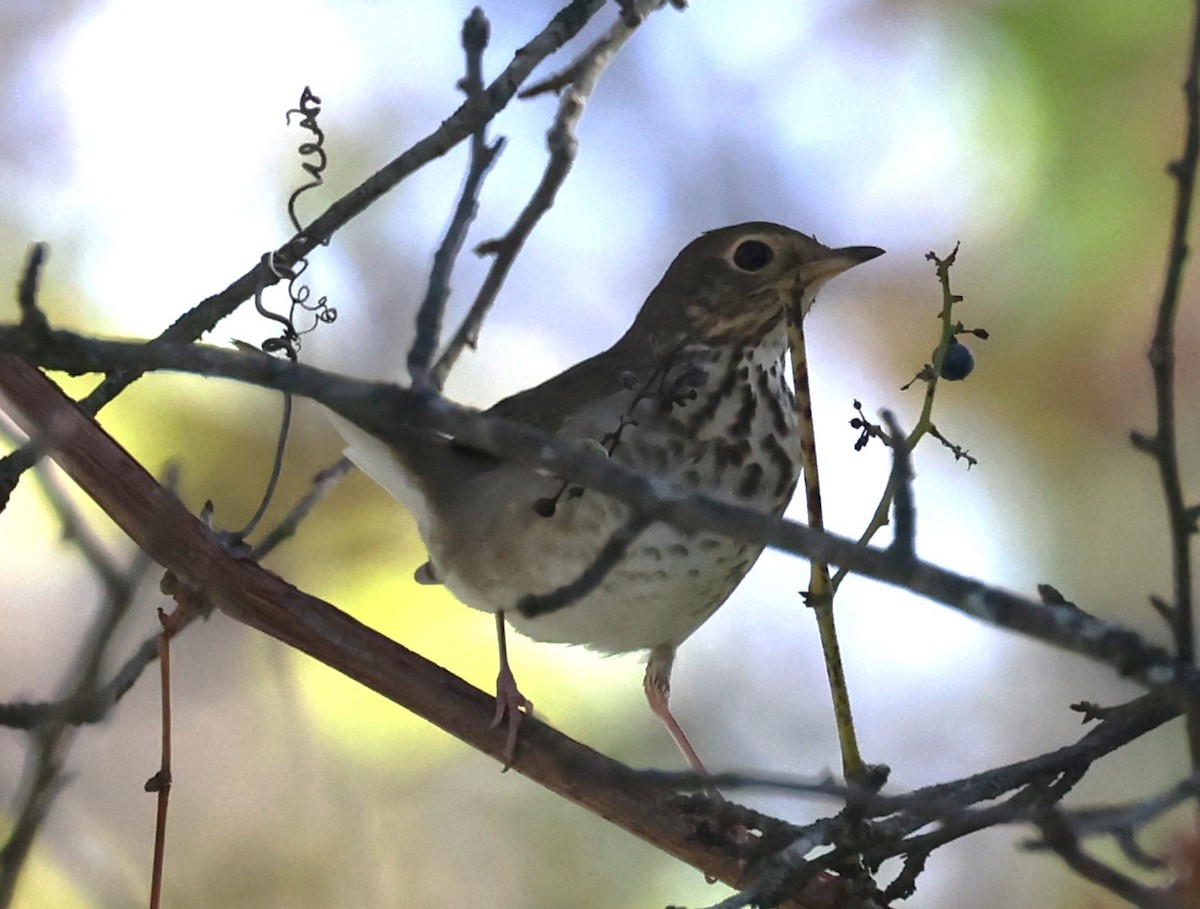 Swainson's Thrush (Olive-backed) - ML642612303
