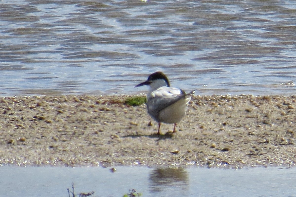 Common Tern - ML642612318