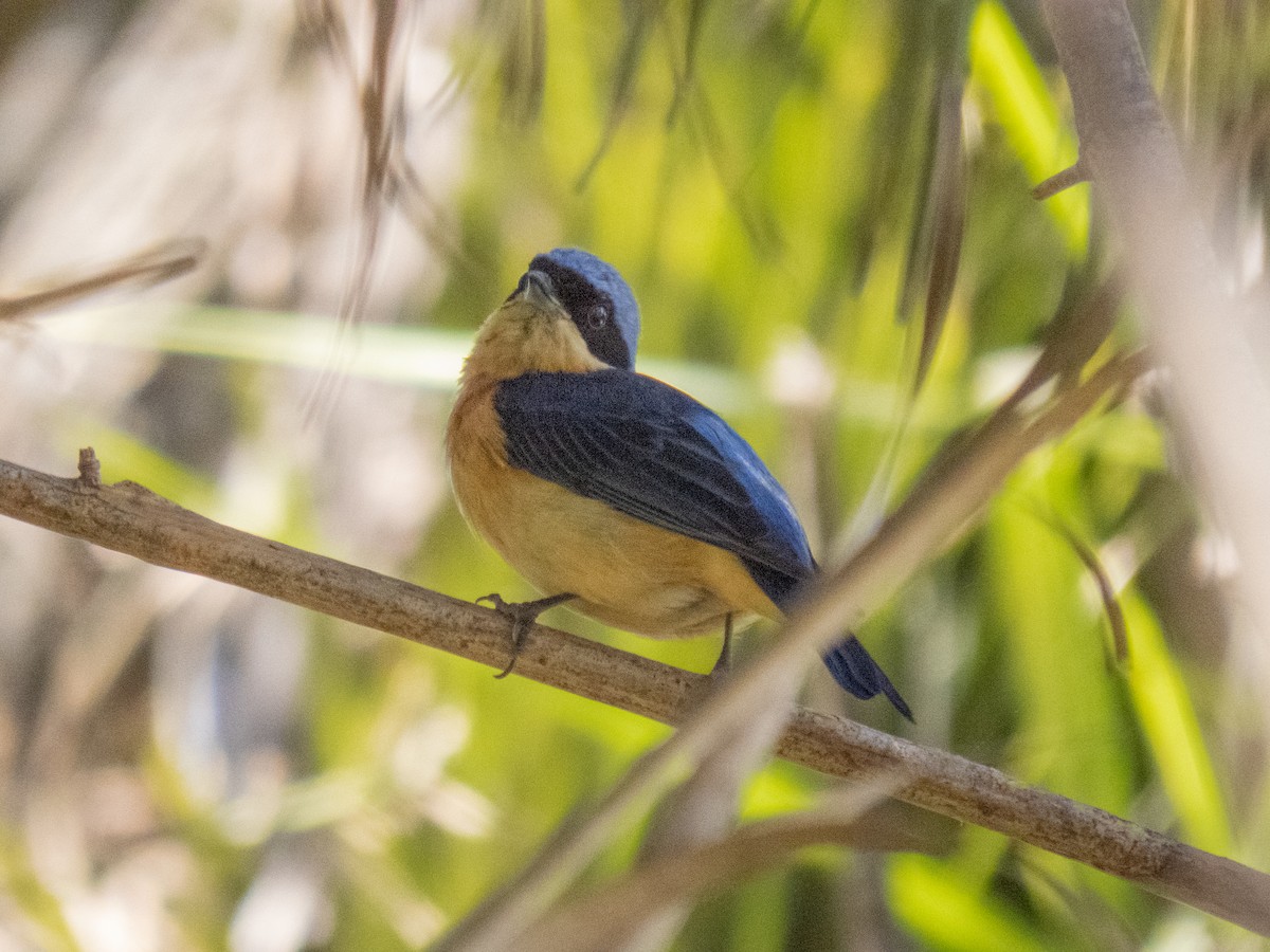 Fawn-breasted Tanager - ML642612320