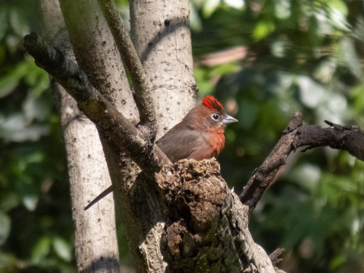 Red-crested Finch - ML642612334