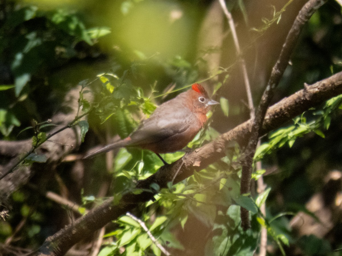 Red-crested Finch - ML642612335