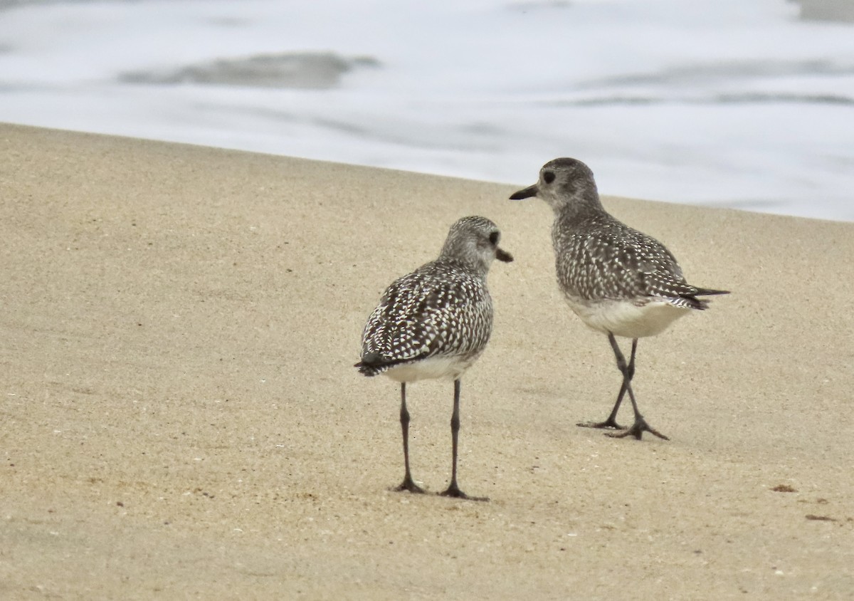 Black-bellied Plover - ML642612337
