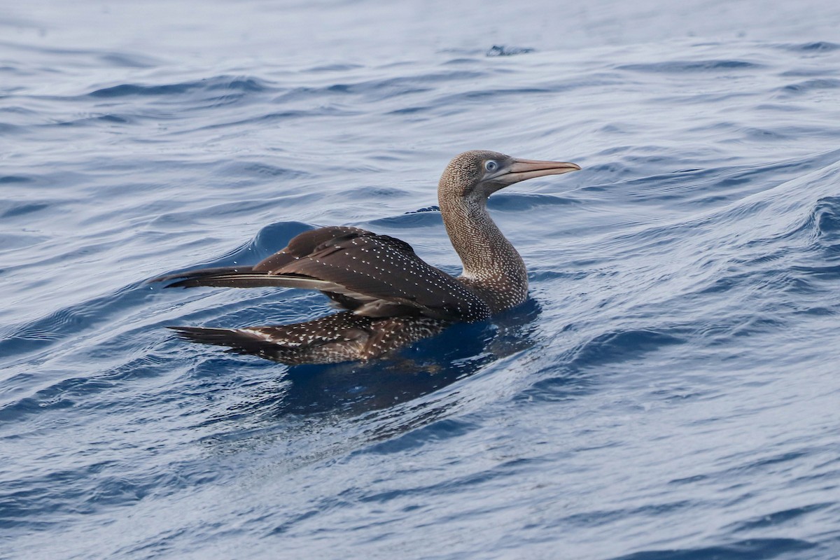 Northern Gannet - ML642612352