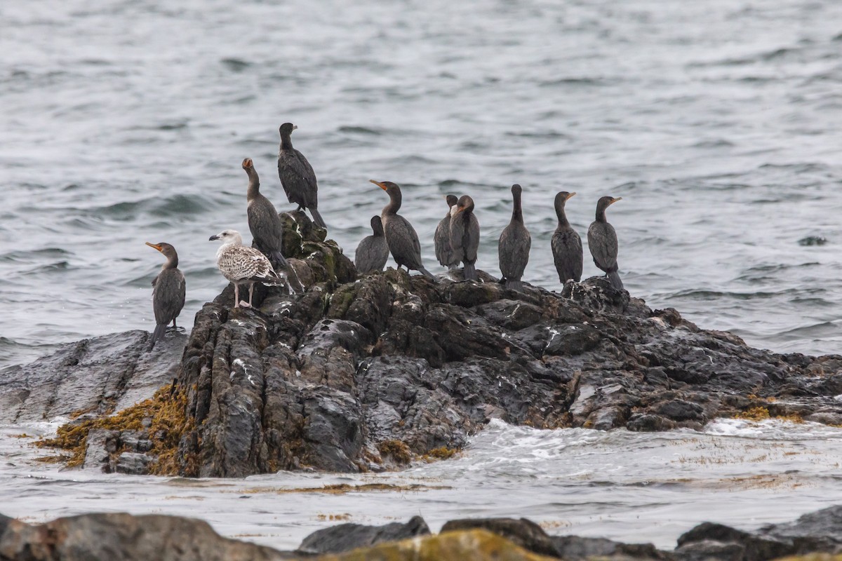 Double-crested Cormorant - ML642612357