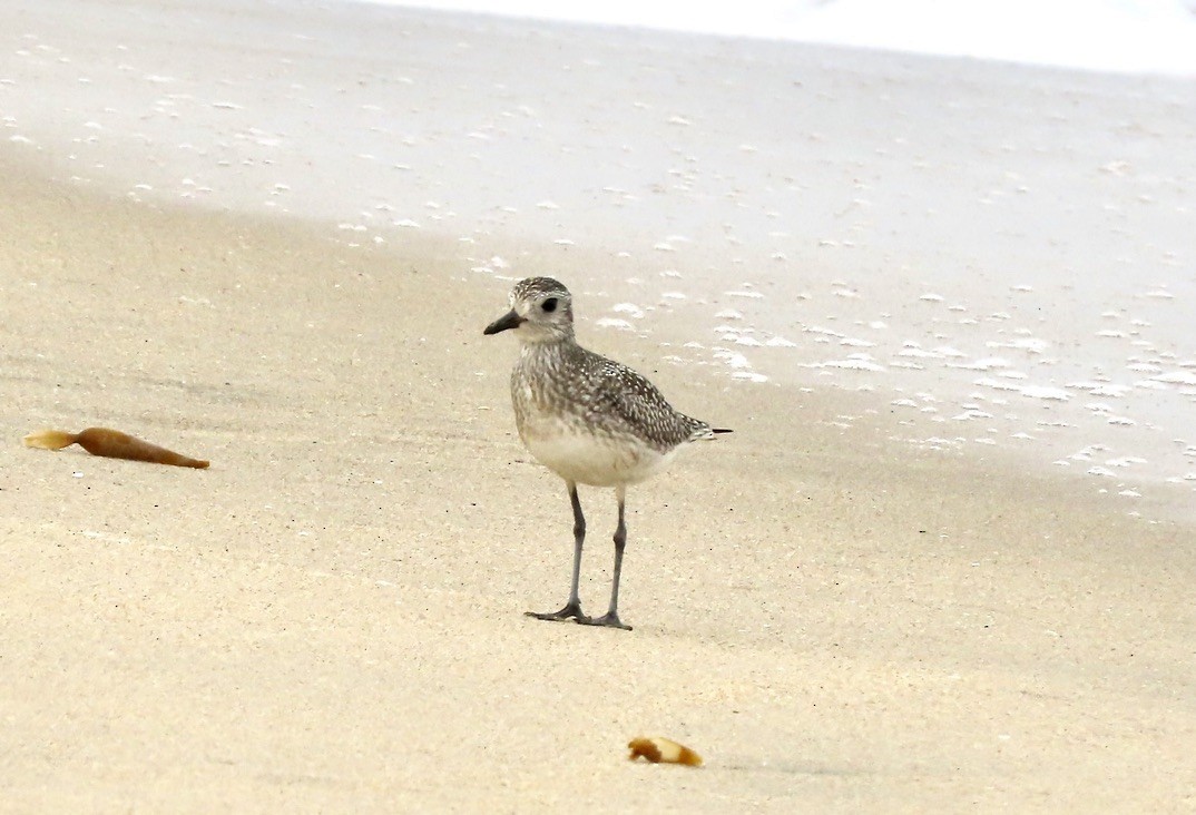 Black-bellied Plover - ML642612363