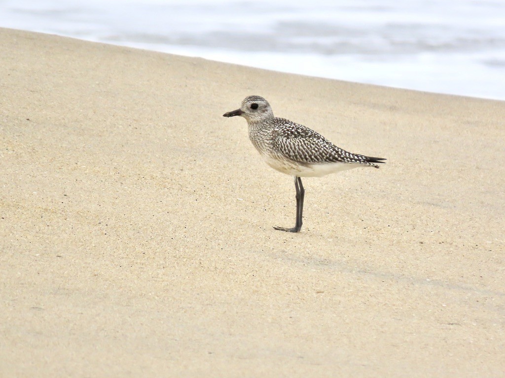 Black-bellied Plover - ML642612369
