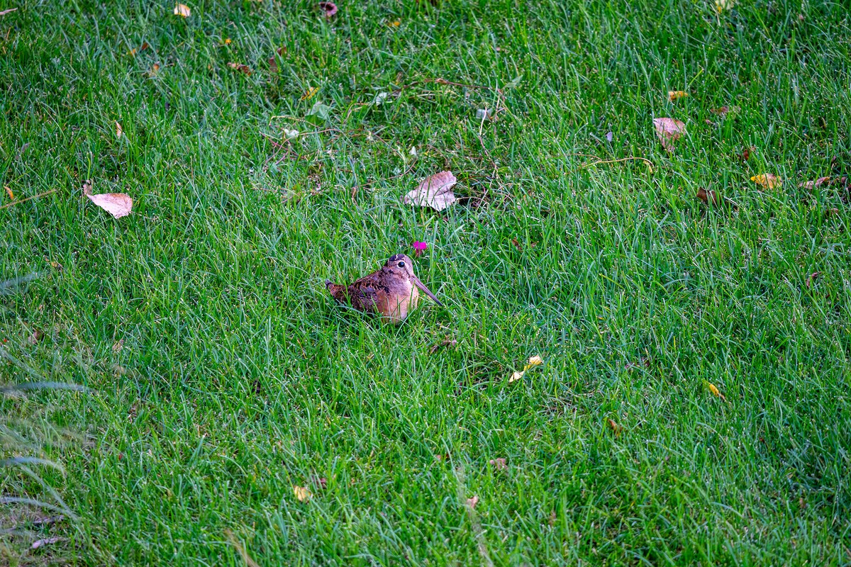 American Woodcock - ML642612374