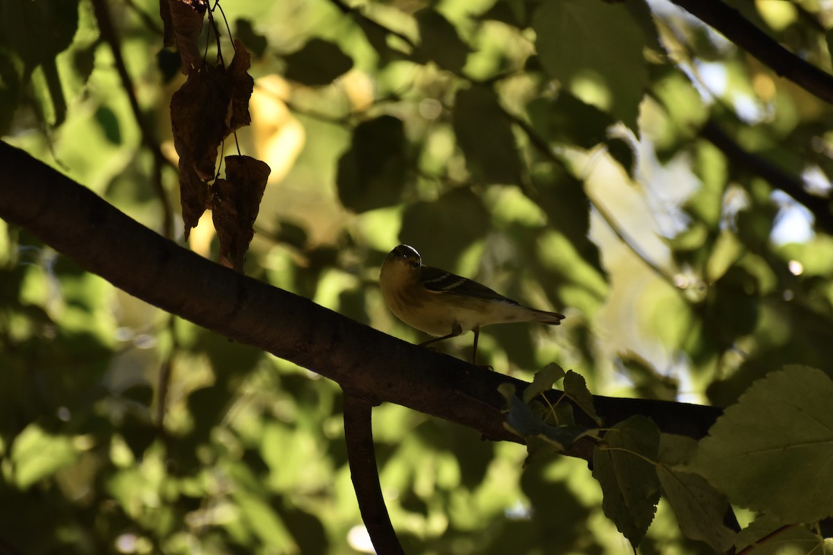 Bay-breasted Warbler - ML642612389