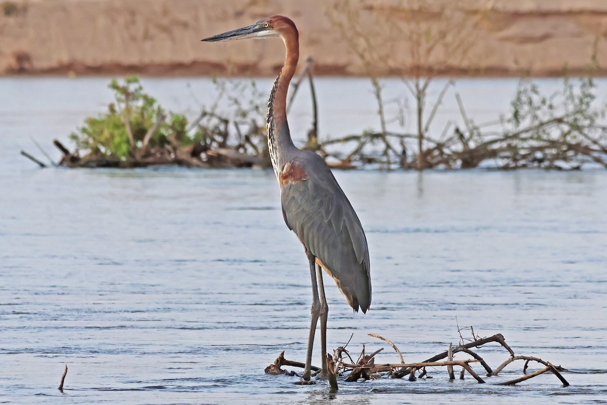 Goliath Heron - ML642612406