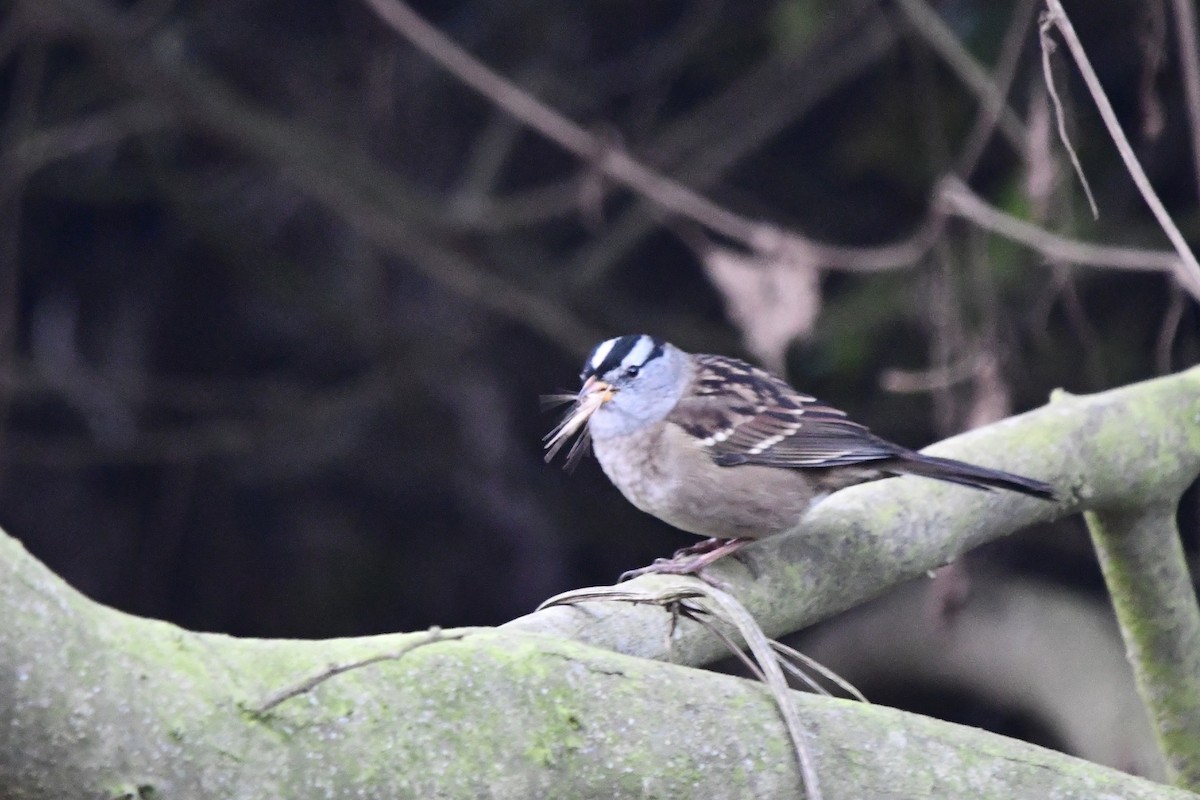 White-crowned Sparrow - ML642612432