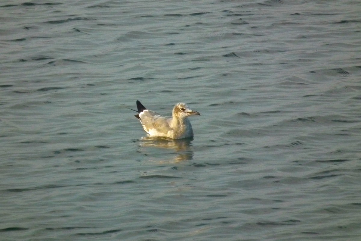 Laughing Gull - ML642612454