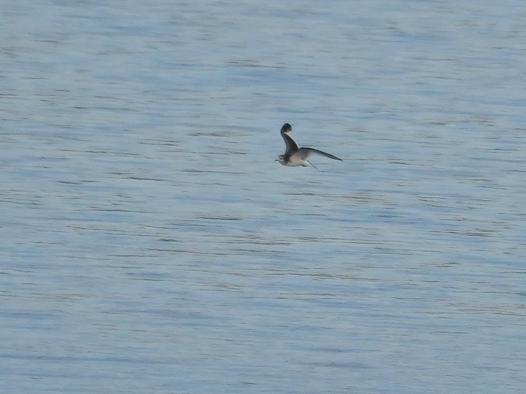 Sabine's Gull - ML642612466
