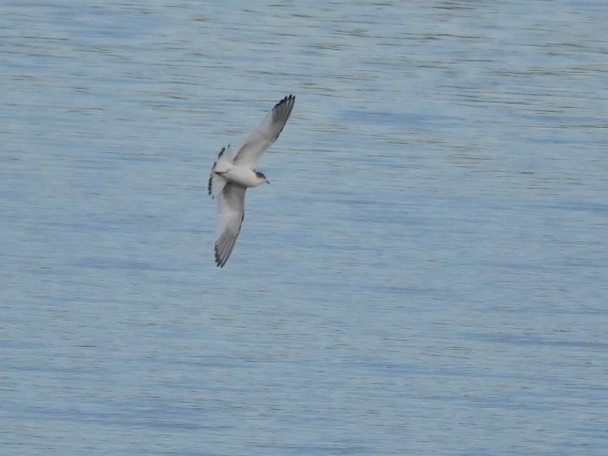 Sabine's Gull - ML642612467