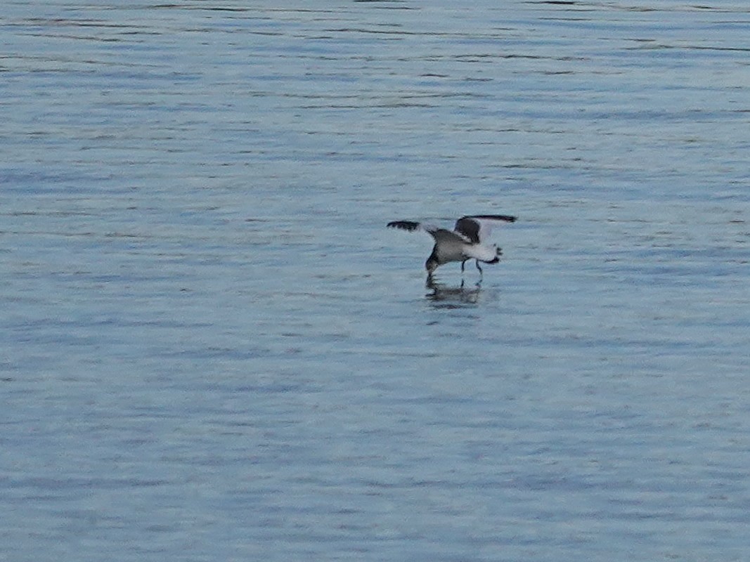 Sabine's Gull - ML642612468