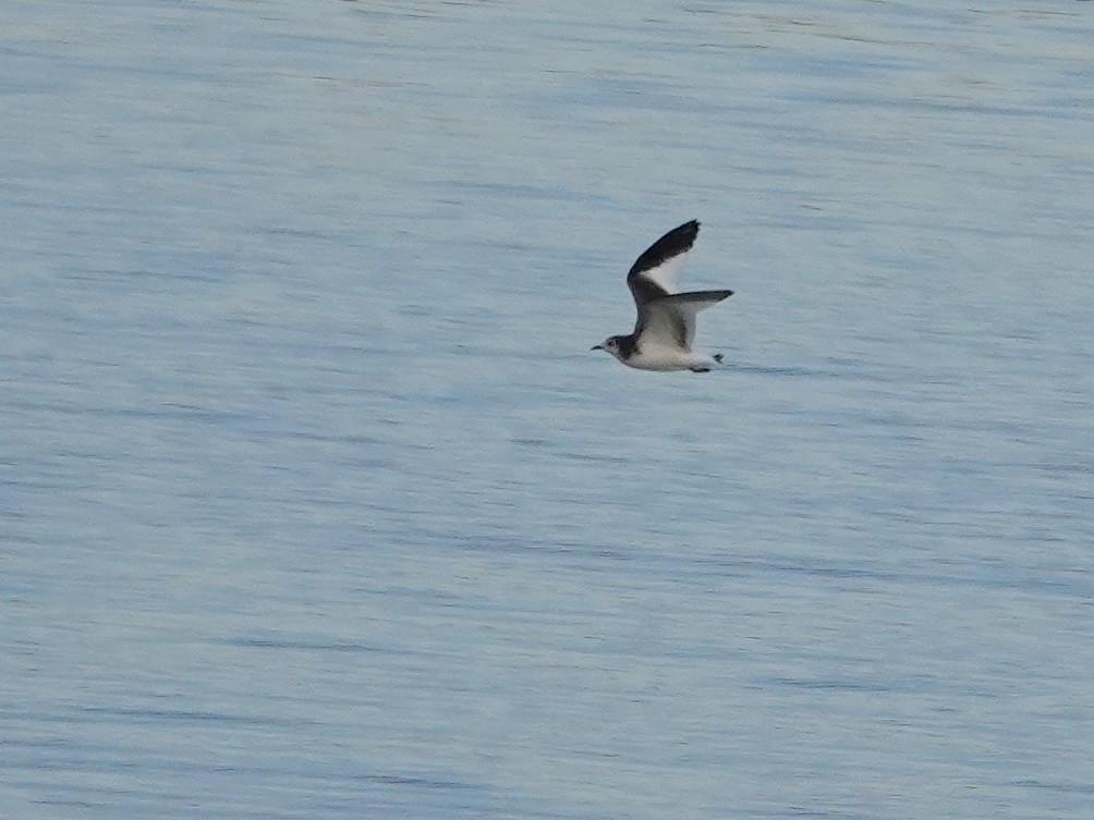 Sabine's Gull - ML642612470