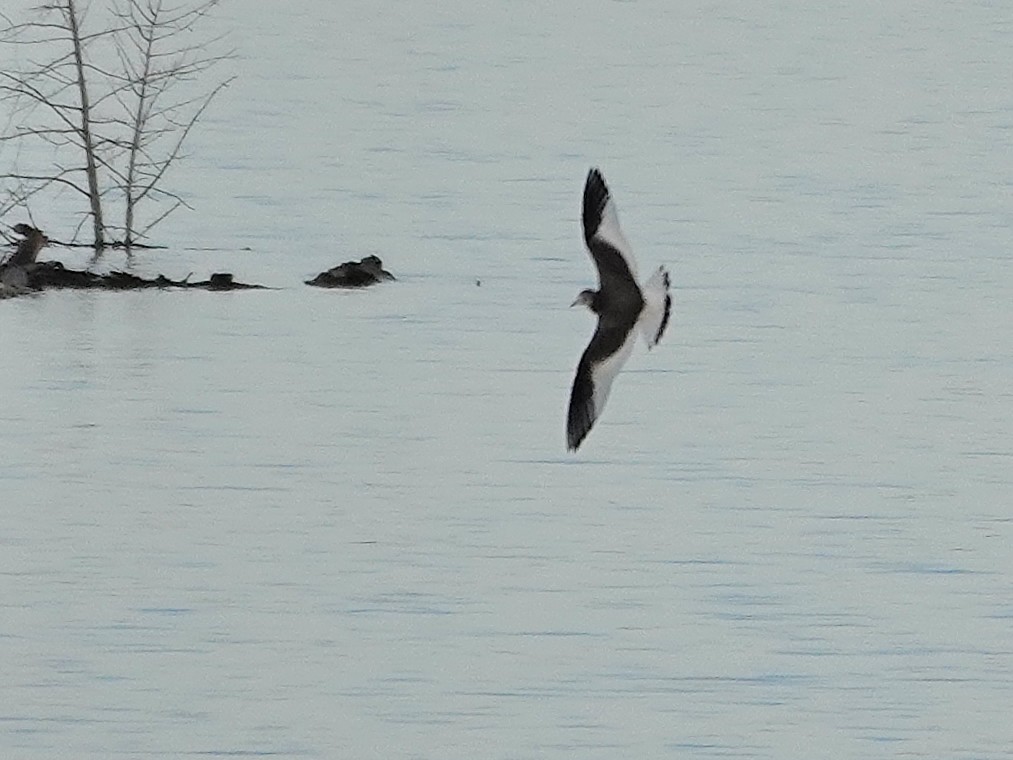 Sabine's Gull - ML642612471
