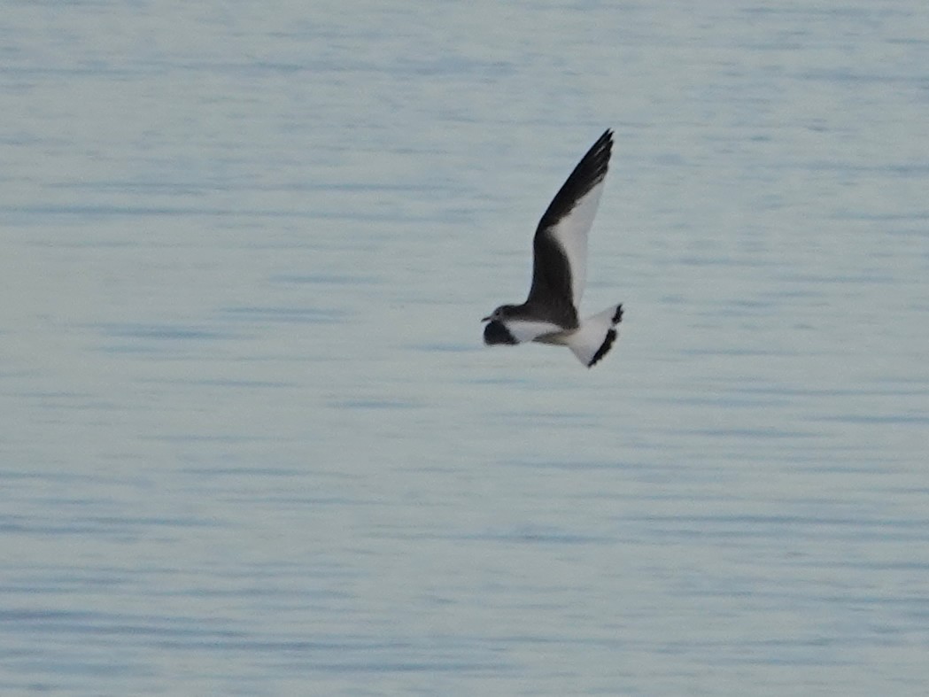 Sabine's Gull - ML642612472