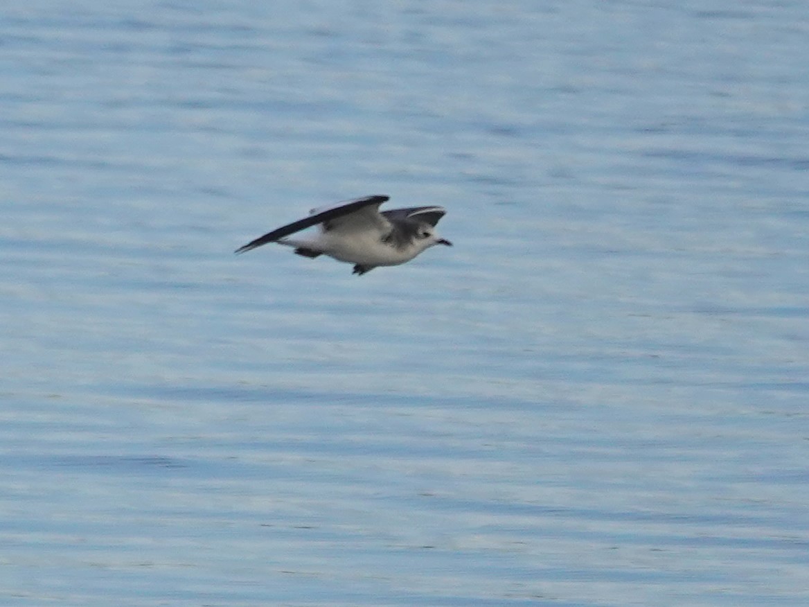 Sabine's Gull - ML642612473