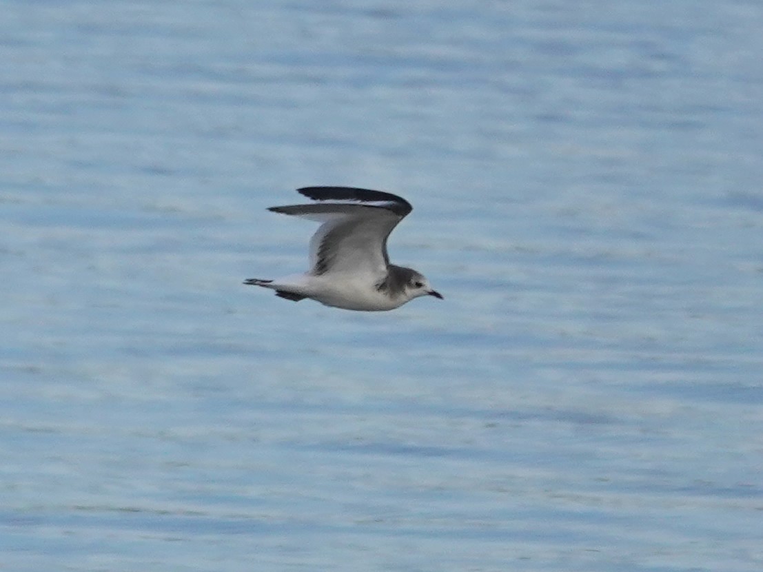 Sabine's Gull - ML642612475