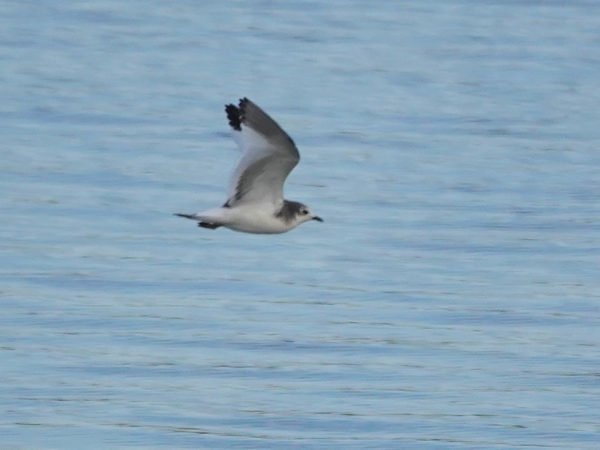 Sabine's Gull - ML642612477