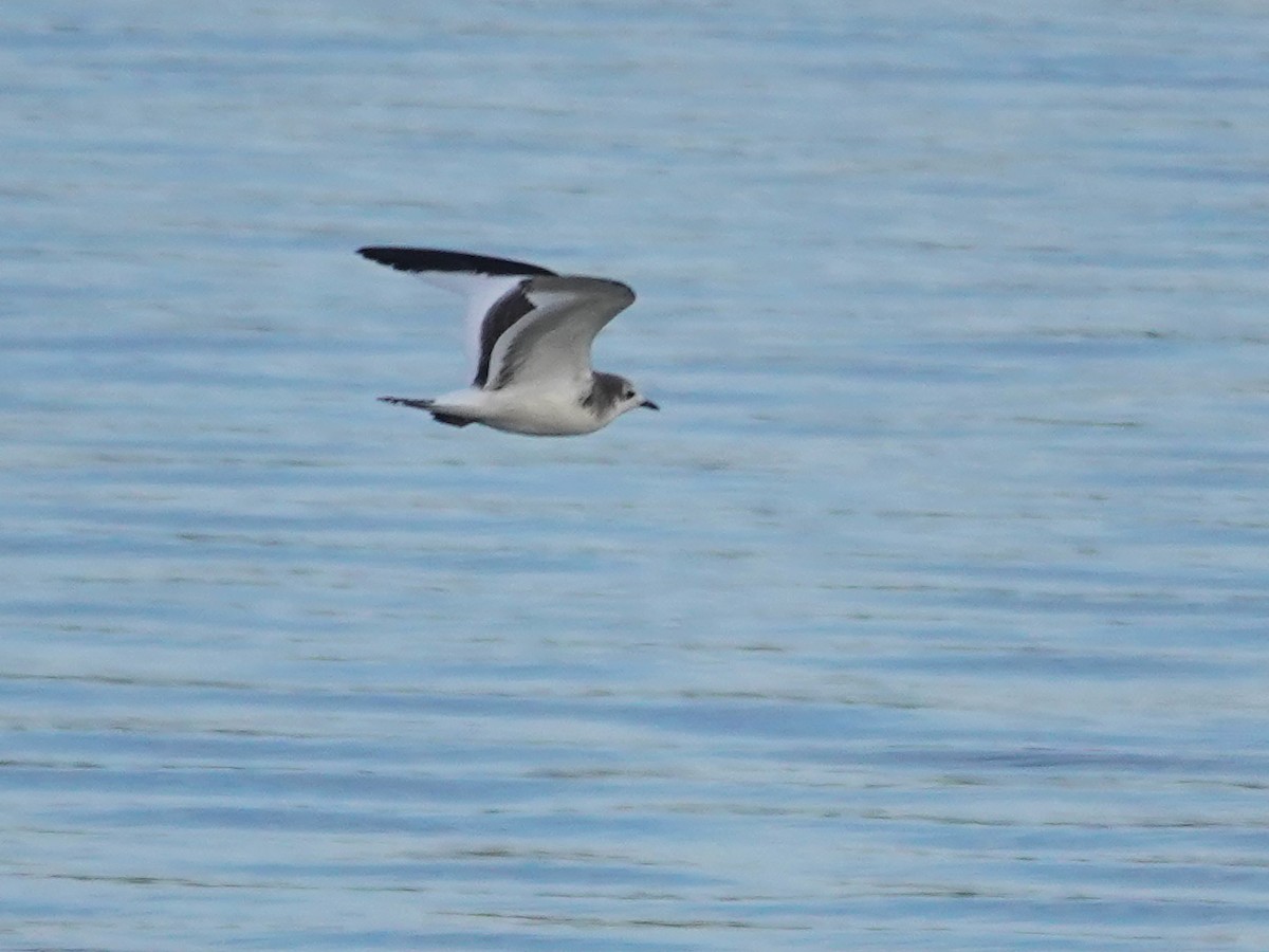 Sabine's Gull - ML642612478