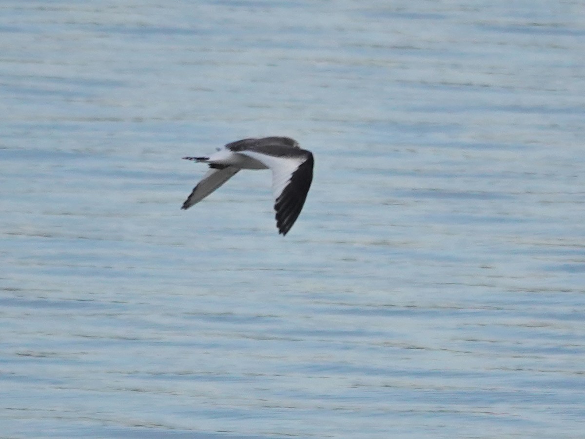 Sabine's Gull - ML642612479