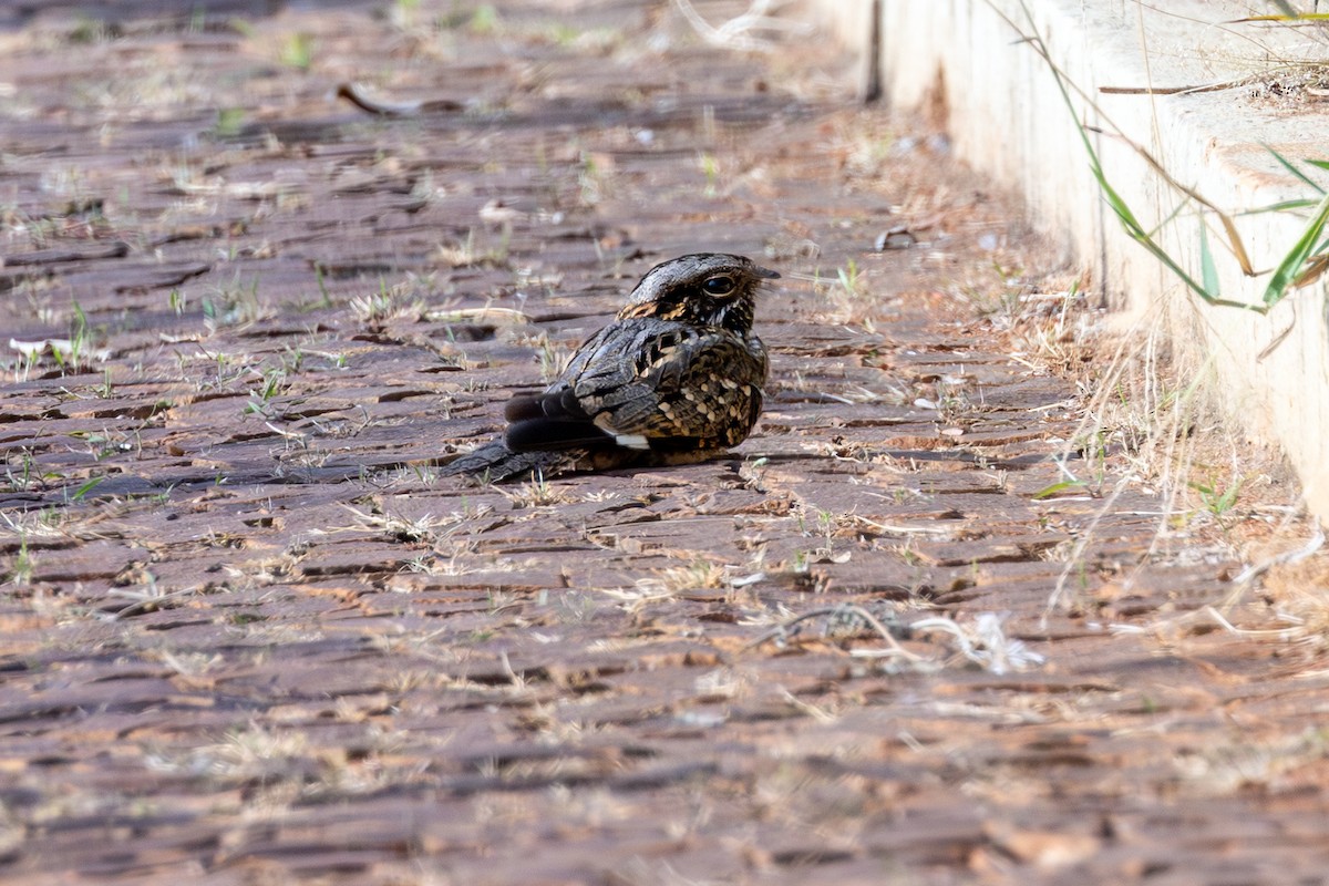 Little Nightjar - ML642612480