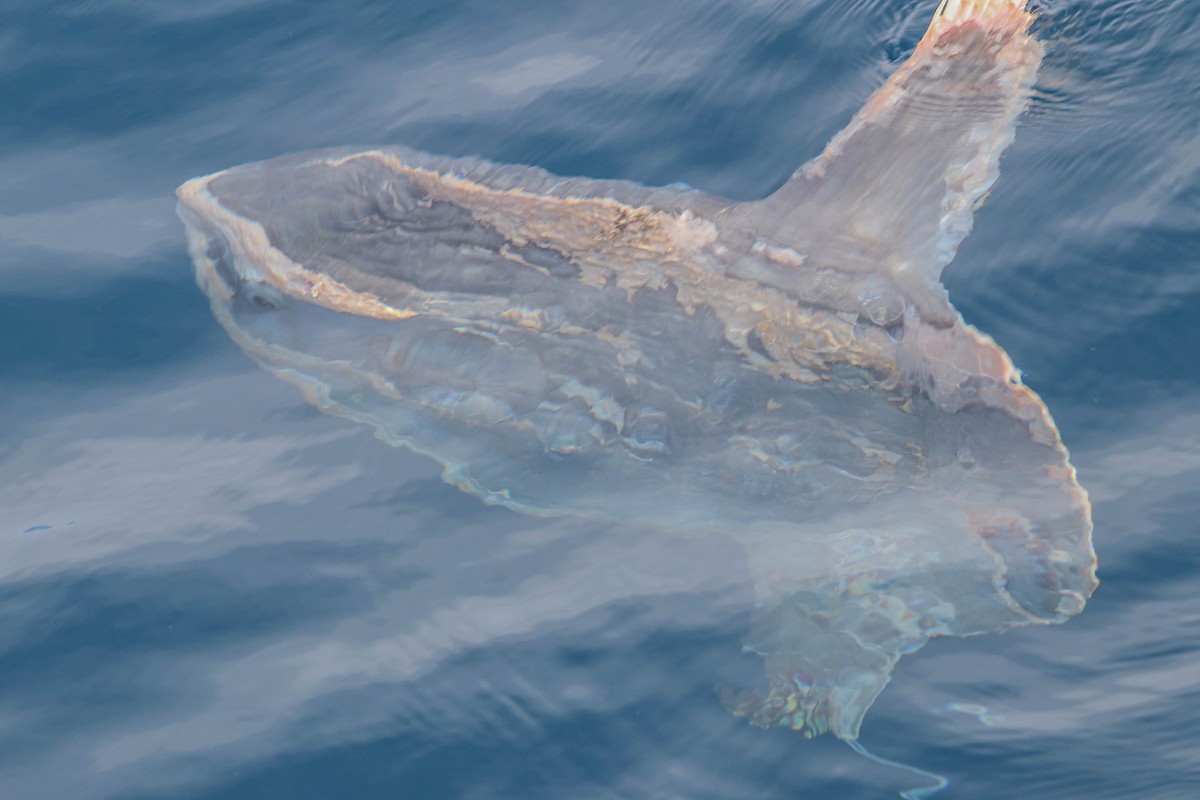 Ocean Sunfish - ML642612488