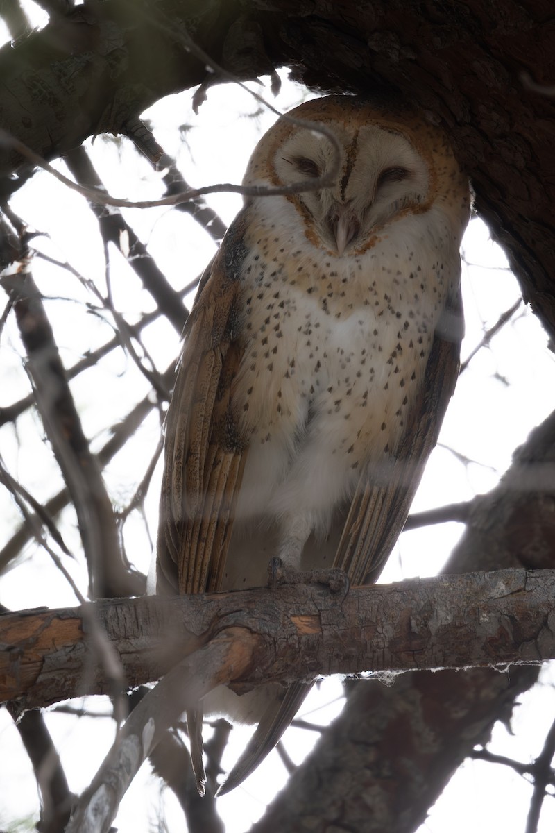 American Barn Owl - ML642612497