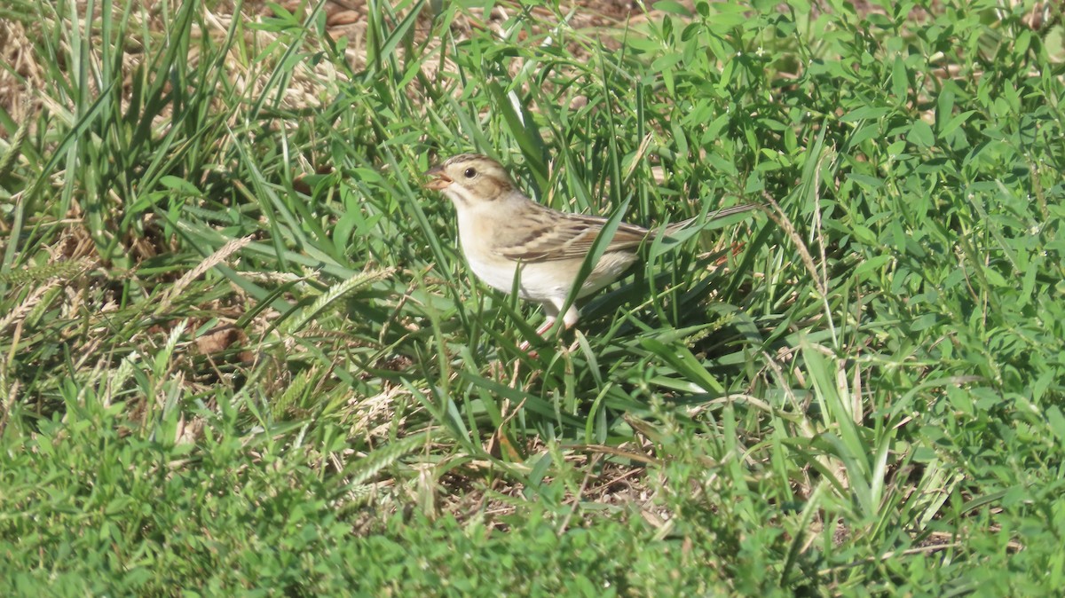 Clay-colored Sparrow - ML642612501