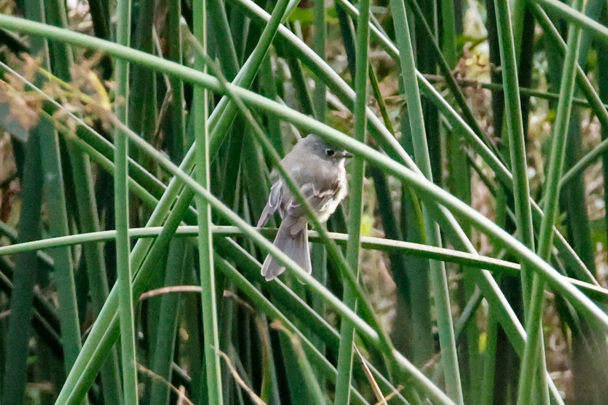 Dusky Flycatcher - ML642612503
