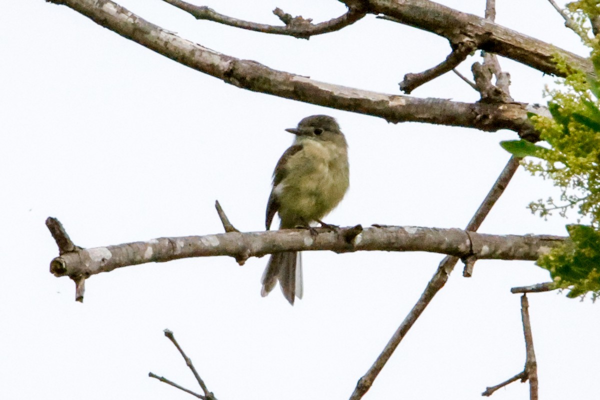 Dusky Flycatcher - ML642612504