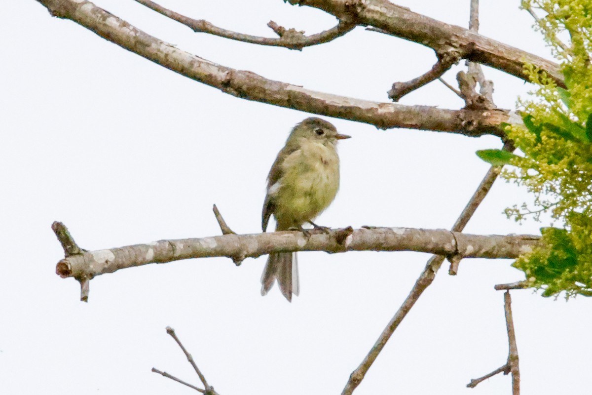 Dusky Flycatcher - ML642612505