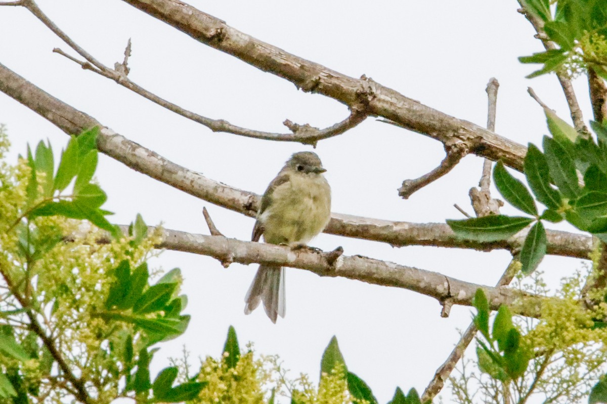 Dusky Flycatcher - ML642612506