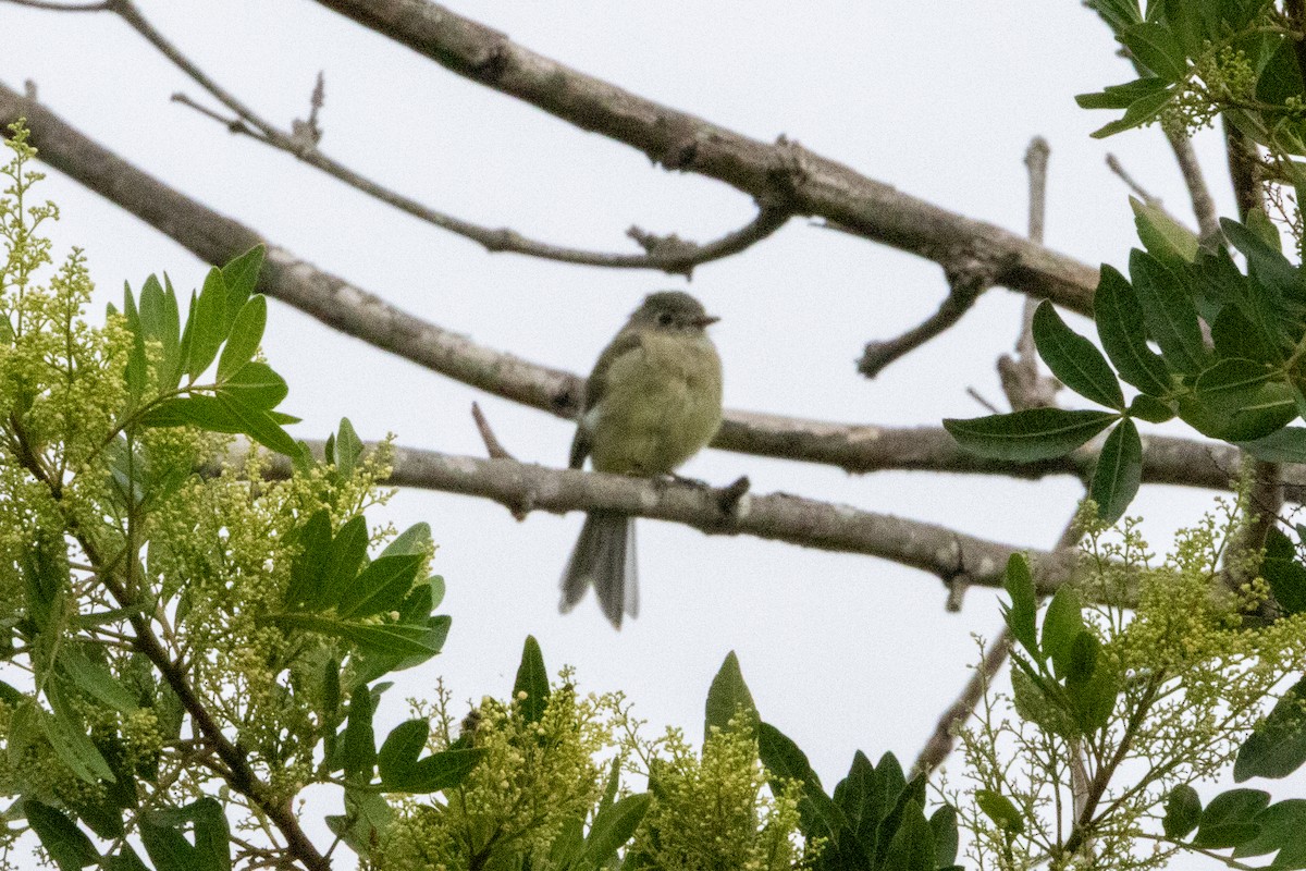 Dusky Flycatcher - ML642612508