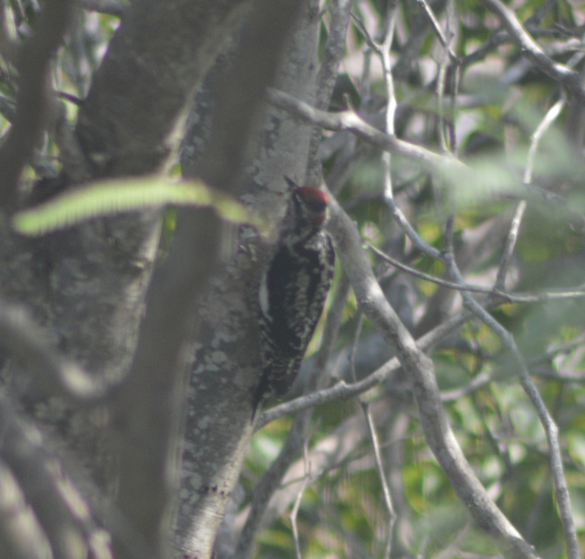 datel rudošíjný - ML642612519