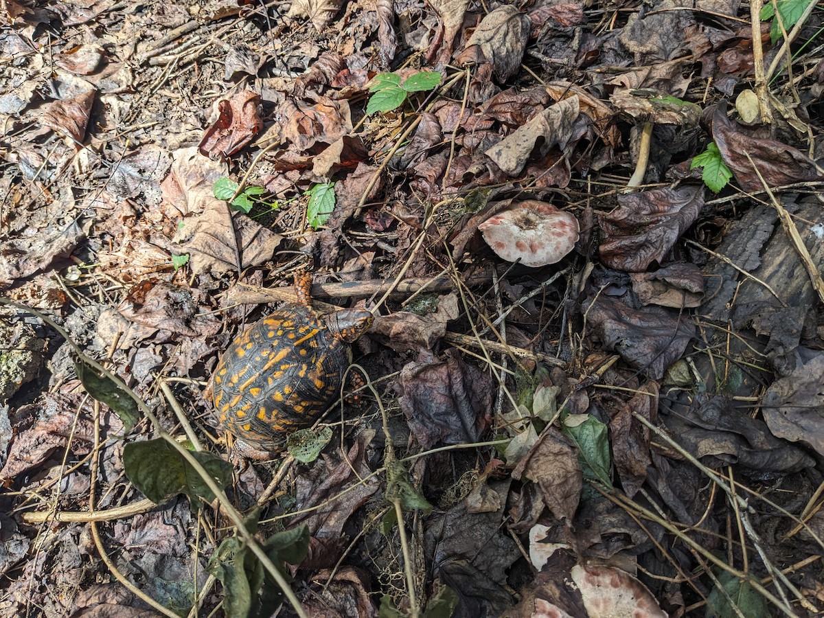Common Box Turtle - ML642612531