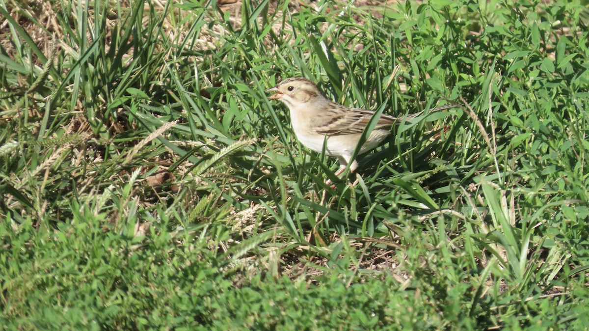 Clay-colored Sparrow - ML642612554