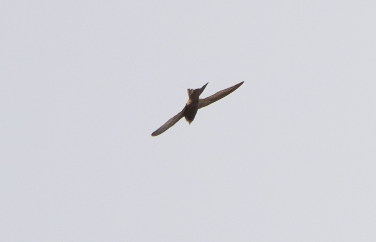 White-rumped Swift - ML642612565