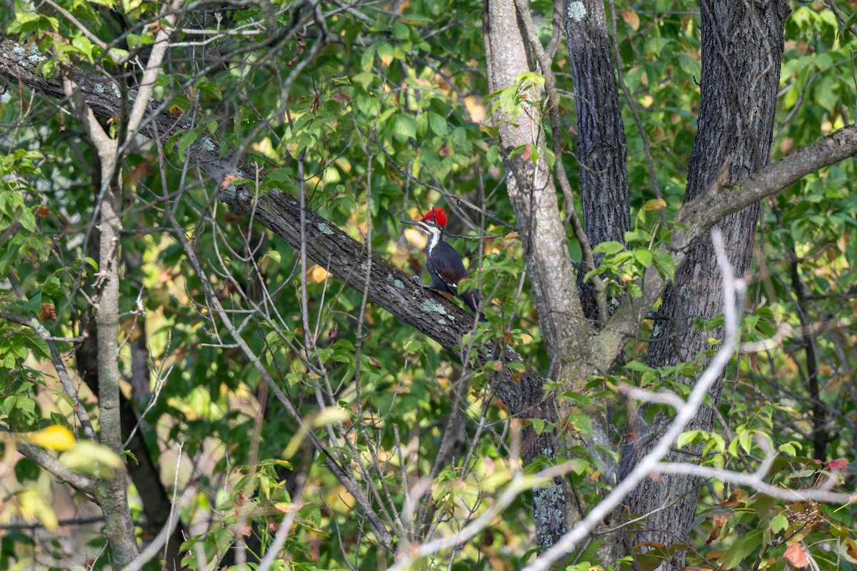 Pileated Woodpecker - ML642612584