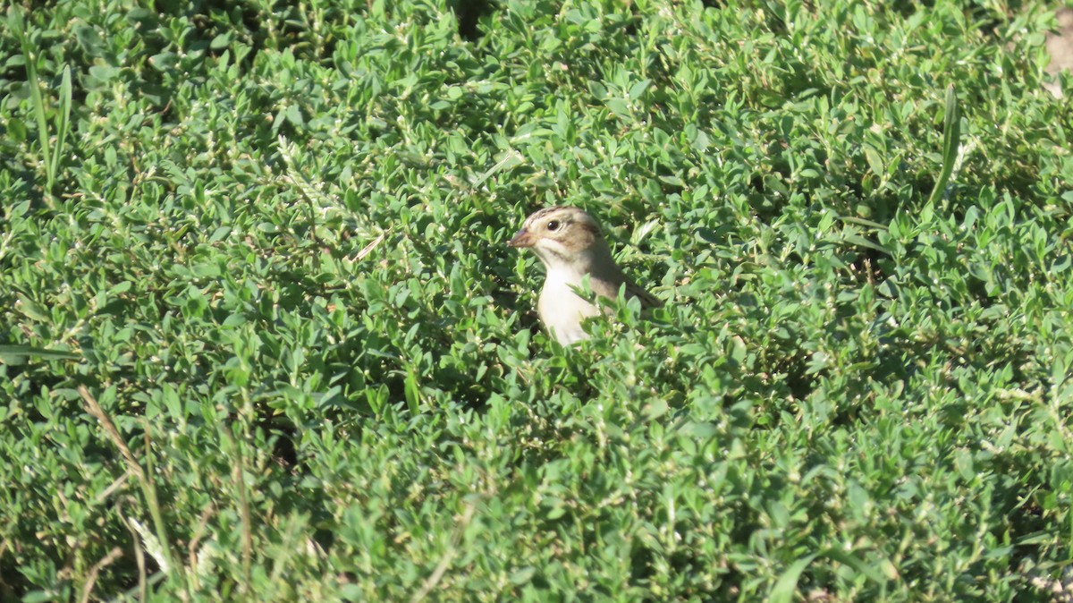 Clay-colored Sparrow - ML642612590