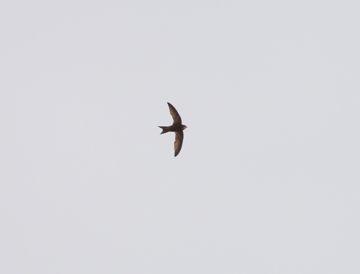 Pallid Swift - ML642612591