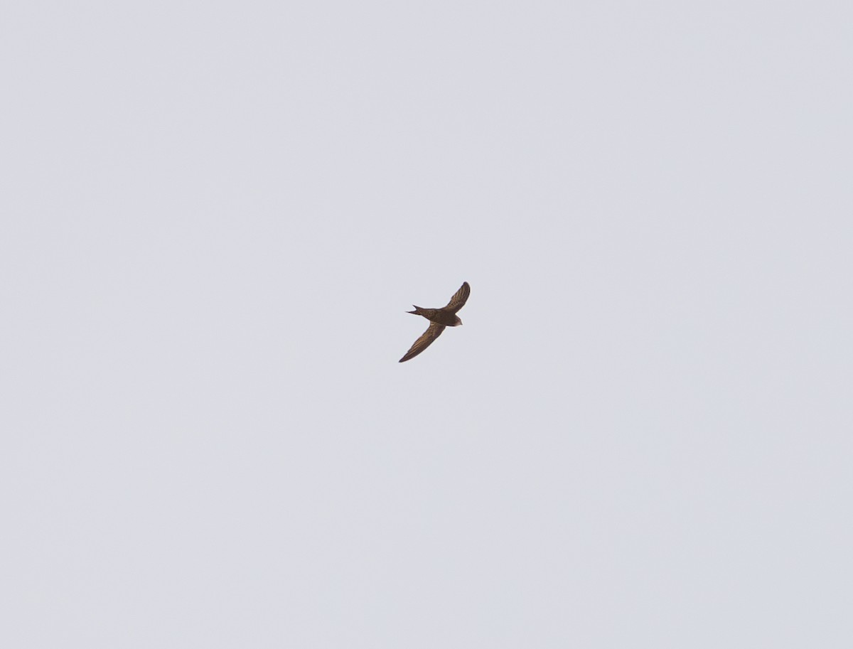 Pallid Swift - ML642612592