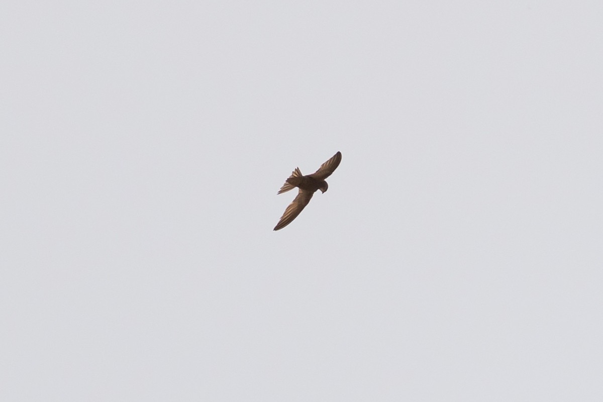 Pallid Swift - ML642612593