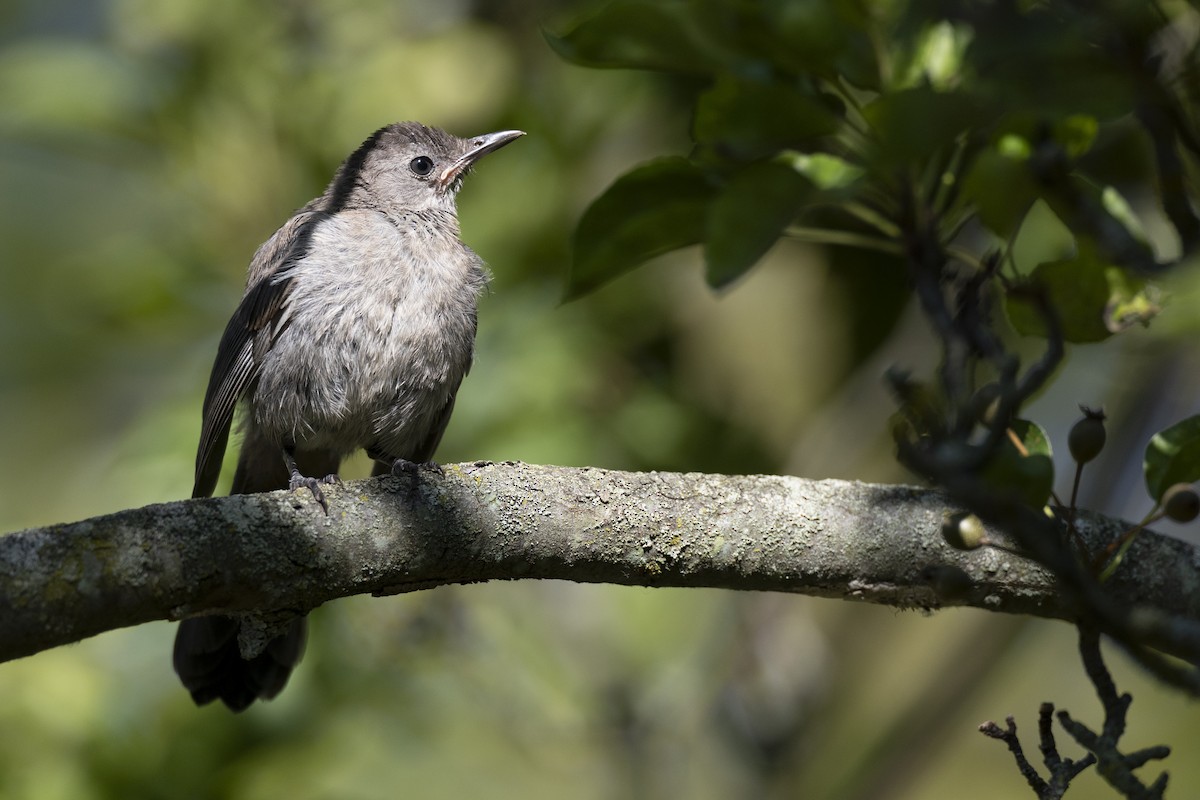 Gray Catbird - ML642612615