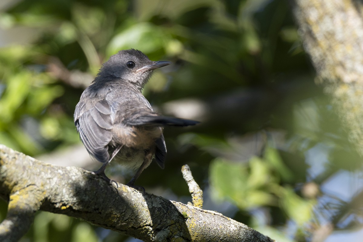 Gray Catbird - ML642612616
