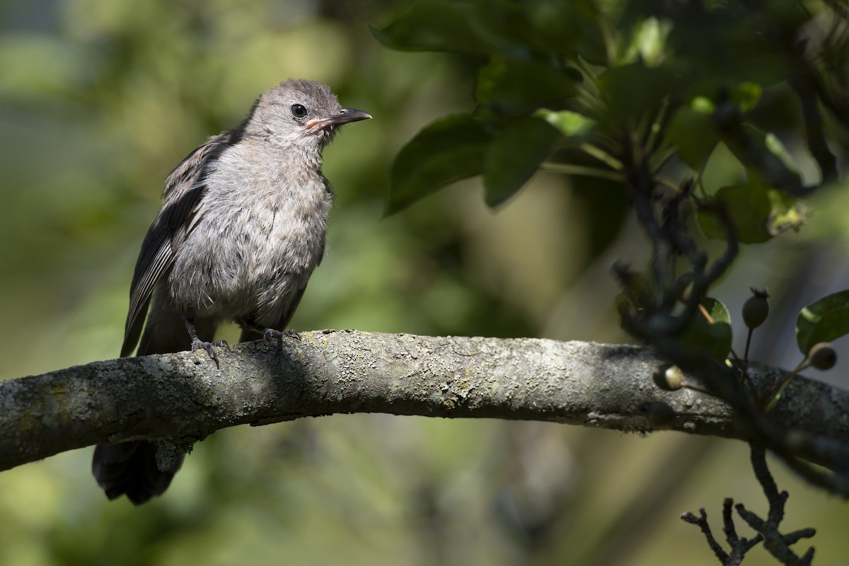 Gray Catbird - ML642612617