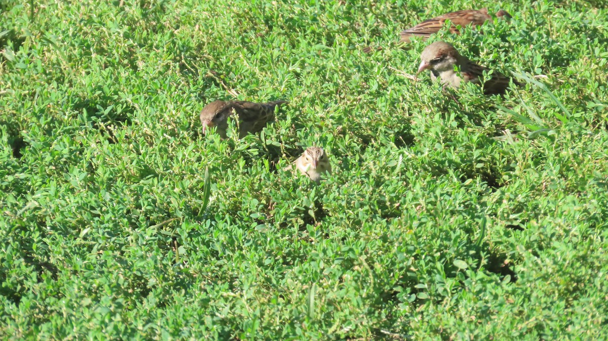 Clay-colored Sparrow - ML642612619